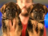 Alman Çoban Köpeği Yavrularımız