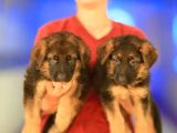 Alman Çoban Köpeği Yavrularımız