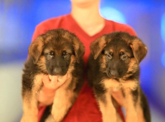 Alman Çoban Köpeği Yavrularımız görsel
