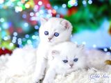 Veteri̇ner Kli̇ni̇ği̇nde Tesli̇m Bri̇ti̇sh Bebekler
