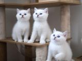 Veteri̇ner Kli̇ni̇ği̇nde Tesli̇m Bri̇ti̇sh Bebekler