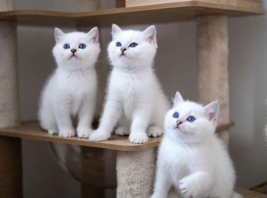 Veteri̇ner Kli̇ni̇ği̇nde Tesli̇m Bri̇ti̇sh Bebekler görsel