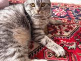 1 Yaşında British Shorthair