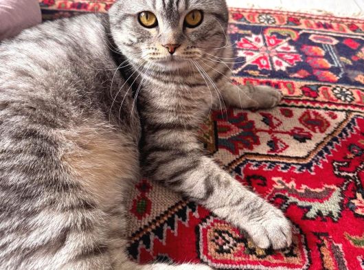 1 Yaşında British Shorthair görsel