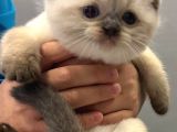 Ragdoll Yavrularimiz Yeni̇ Yuvalarini Ariyor