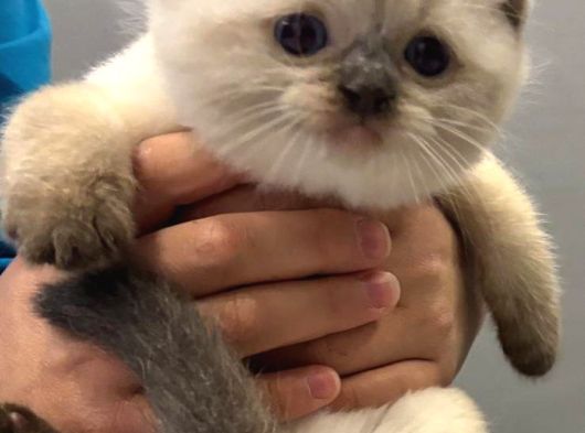 Ragdoll Yavrularimiz Yeni̇ Yuvalarini Ariyor görsel