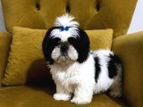 Safkan Shih Tzu Yavrular  Oyuncu Sevecen Ve Bakımlı