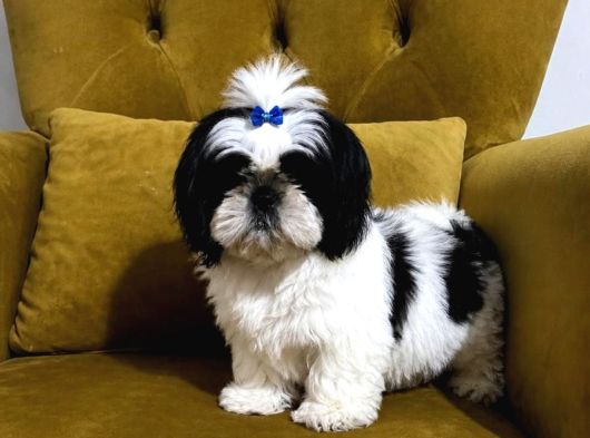 Safkan Shih Tzu Yavrular  Oyuncu Sevecen Ve Bakımlı görsel
