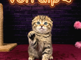 A Kali̇te Scotti̇sh Fold Bebekleri̇mi̇z
