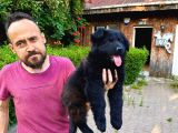 Siyah Alman Çoban Köpeği Yavrularımız