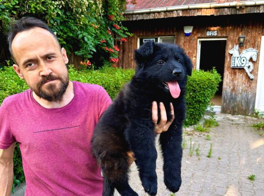 Siyah Alman Çoban Köpeği Yavrularımız görsel