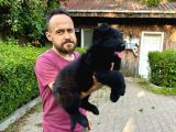Siyah Alman Çoban Köpeği Yavrularımız