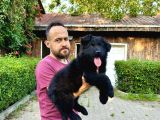 Siyah Alman Çoban Köpeği Yavrularımız