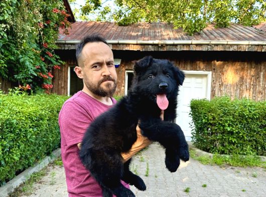 Siyah Alman Çoban Köpeği Yavrularımız görsel