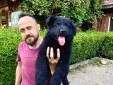 Siyah Alman Çoban Köpeği Yavrularımız