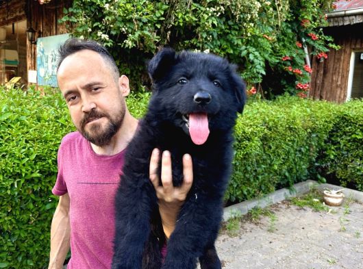 Siyah Alman Çoban Köpeği Yavrularımız görsel