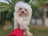 Bebek Suratlı Maltese Terrier Yavrular