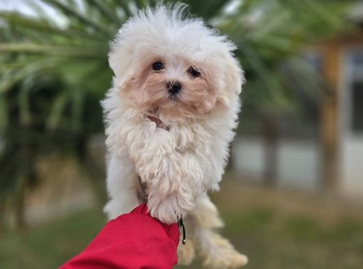 Bebek Suratlı Maltese Terrier Yavrular görsel