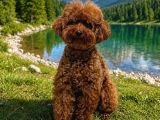 Kore Toy poodle  eğitimli