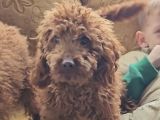 Kore Toy Poodle  Eğitimli