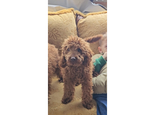 Kore Toy Poodle  Eğitimli görsel