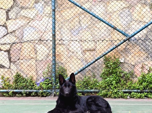 30 Yillik Kan Tuvalet Eği̇ti̇mli̇ Black Solid 4 Aylik Eki̇pmanli görsel