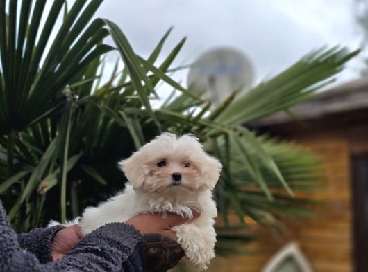 Özel Kan Hattı Maltese Terrier görsel