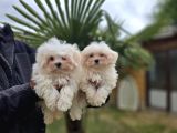 Özel kan hattı maltese terrier
