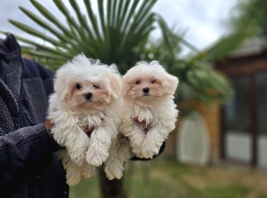 Özel Kan Hattı Maltese Terrier