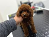 Kore Kan Orjinal Toy Poodle Erkek