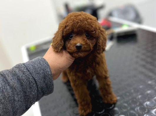 Kore Kan Orjinal Toy Poodle Erkek