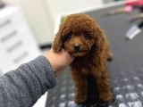 Kore Kan Orjinal Toy Poodle Erkek
