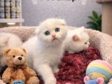 Mükemmel A Kalite Scottish Fold Yavrularımız