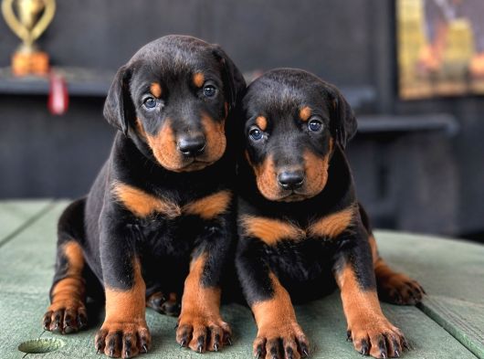 Doberman Yavrularımız görsel