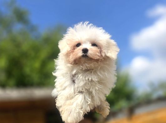 Sağlık Ve Irk Garantili Maltese Terrier görsel