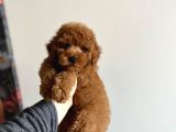 Toy Garantili Orjinal Erkek Toy Poodle Yavrumuz