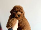 Toy Garantili Orjinal Erkek Toy Poodle Yavrumuz
