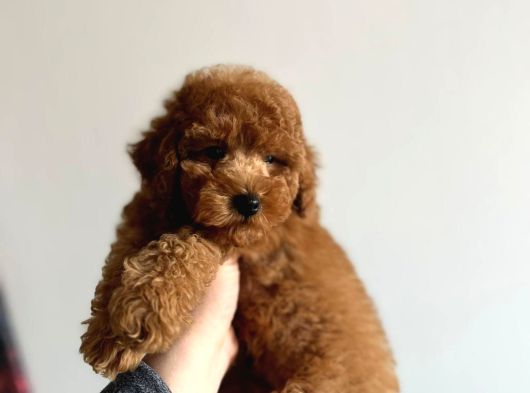 Toy Garantili Orjinal Erkek Toy Poodle Yavrumuz görsel