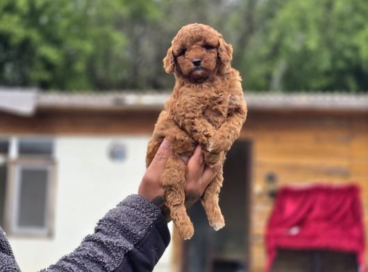 Sağlık Ve Irk Garantili Toy Poodle Yavrular görsel