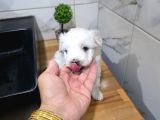 Tuvalet Eğitimli Minyatür Miniğim