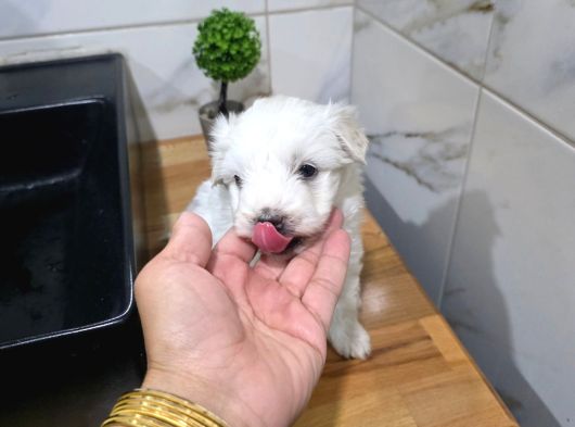 Tuvalet Eğitimli Minyatür Miniğim görsel
