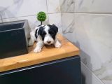 Morkie miniğim tuvalet eğitimli