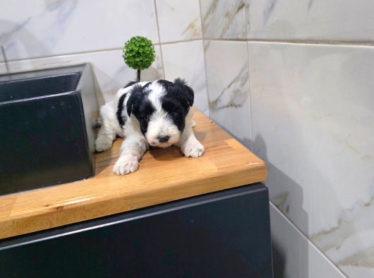 Morkie Miniğim Tuvalet Eğitimli