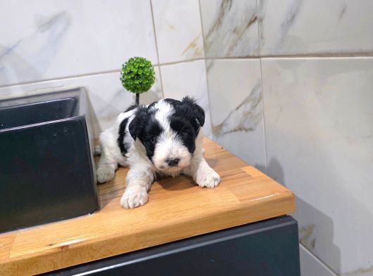 Morkie Miniğim Tuvalet Eğitimli görsel