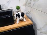 Morkie Miniğim Tuvalet Eğitimli