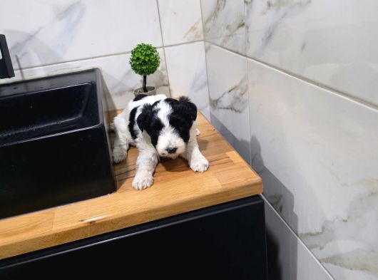 Morkie Miniğim Tuvalet Eğitimli görsel