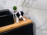 Morkie Miniğim Tuvalet Eğitimli