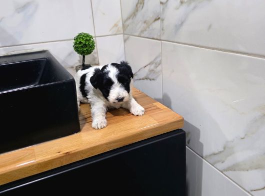 Morkie Miniğim Tuvalet Eğitimli görsel