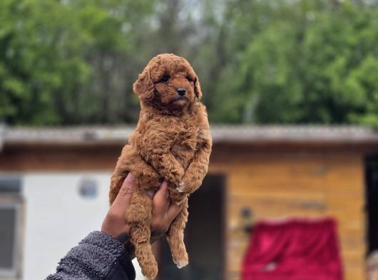 Sağlık Ve Irk Garantili Toy Poodle Yavrular görsel