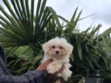 Özel Kan Hattı Maltese Terrier